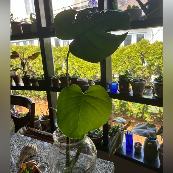 COPY - Monstera three leaves cuttings well rooted - Picture 6 of 6